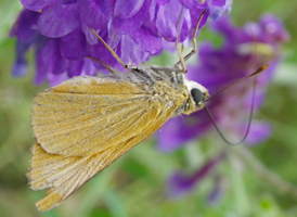 Aaron's Skipper